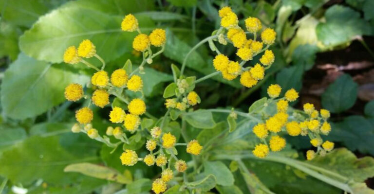 Discover 13 Unique Herbs That Will Revolutionize Your Cooking and Medicine Cabinet