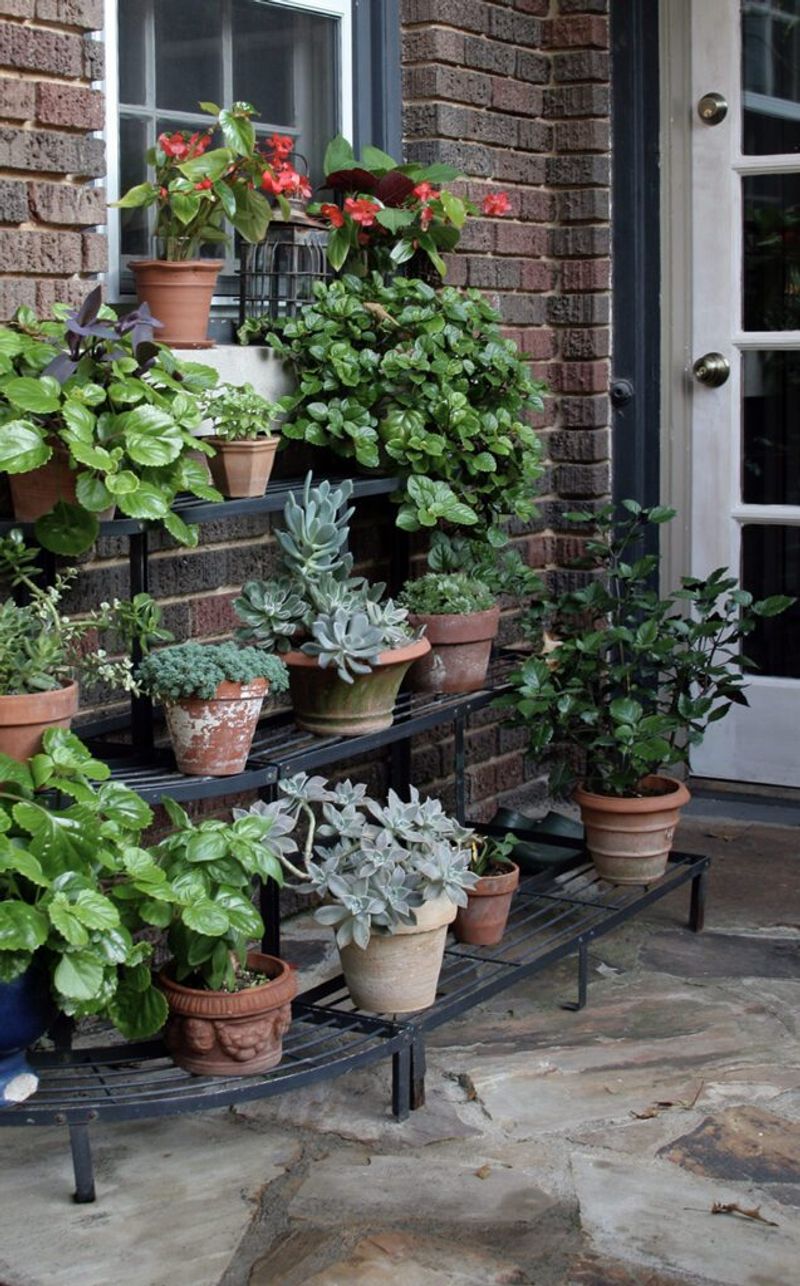 Sunlight Boost: Your Plants Crave Natural Rays