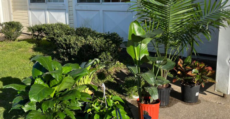 Do Houseplants Belong Outdoors in Summer? 10 Facts Every Gardener Should Know