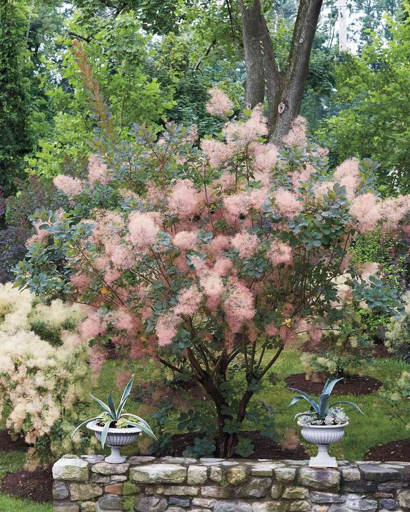 Smoke Bush's Ethereal Beauty