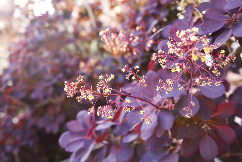 Smoke Bush (Cotinus coggygria)