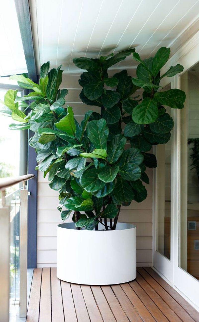 Ficus ‘Alii’ or Fiddle Leaf Fig
