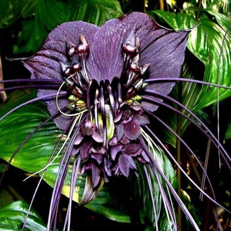 Tacca Chantrieri