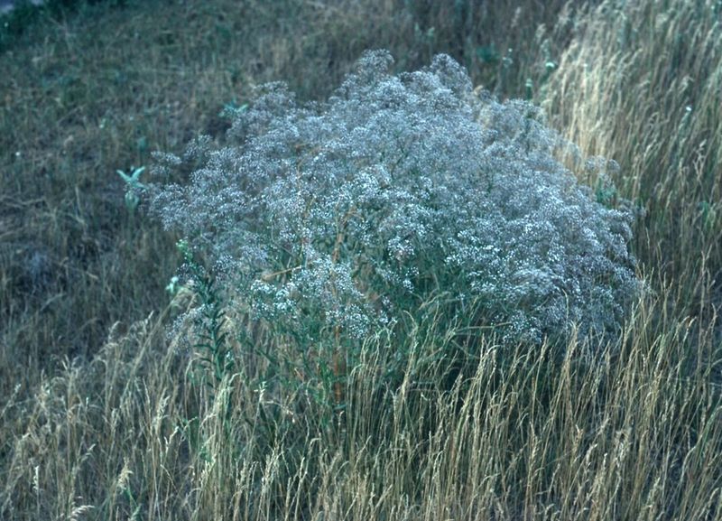 Support Tall Varieties