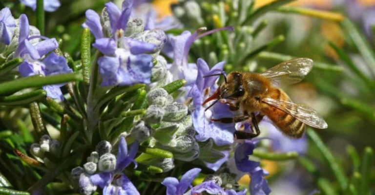 Don’t Plant Anything Until You Read This About Rosemary!