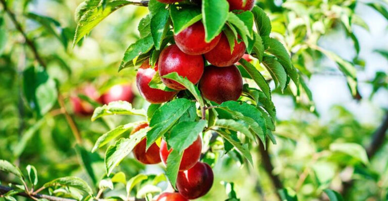 Don’t Plant These 15 Fruit Trees — Try These 15 Low-Maintenance Winners