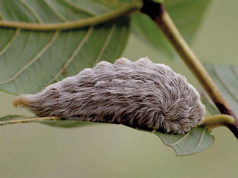 Puss Caterpillar