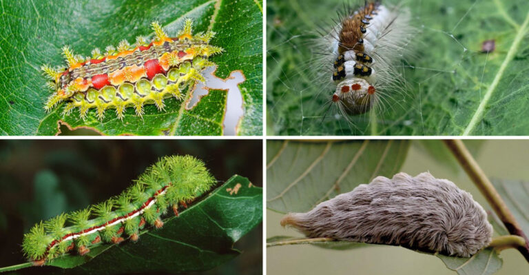 Don’t Touch That Cute Fuzzy Worm! 20 Caterpillars That Are Poisonous to You (and Deadly to Your Plants)