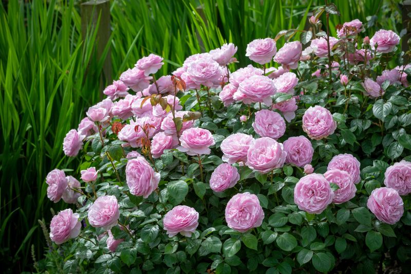 David Austin's Olivia Rose Austin