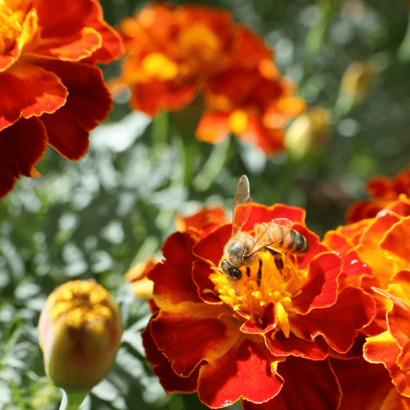 Marigolds (Tagetes spp.) treated with pesticides