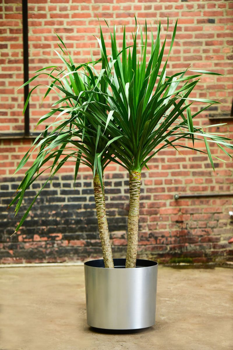 Dracaena Arborea