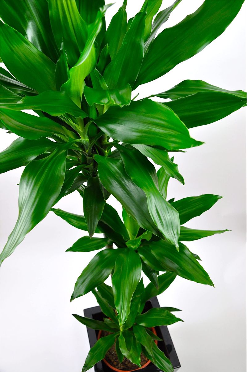 Dracaena Janet Craig