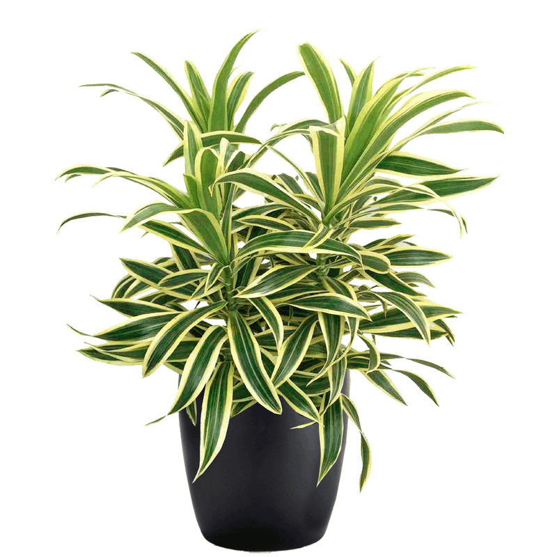 Dracaena Reflexa (Song of India)
