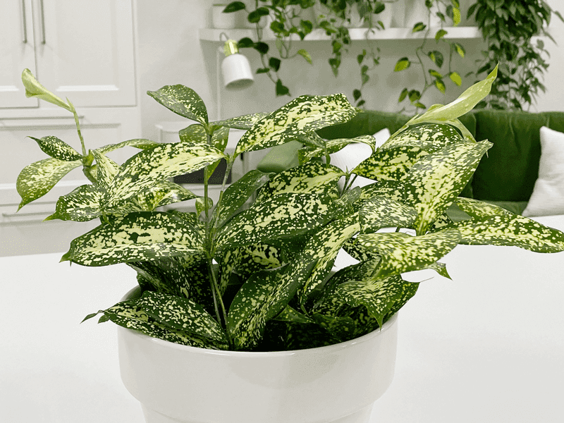 Dracaena Surculosa (Gold Dust Dracaena)