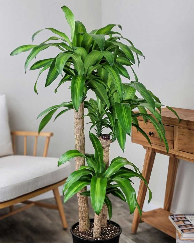 Dracaena Fragrans (Corn Plant)