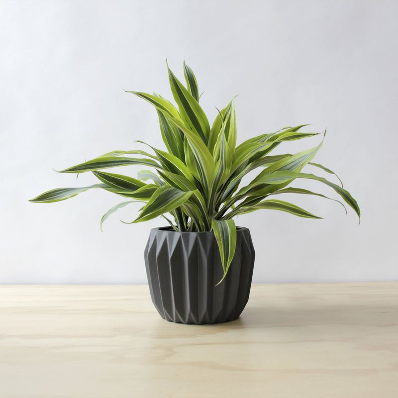 Dracaena Lemon Lime