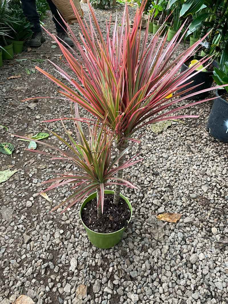 Dracaena Colorama