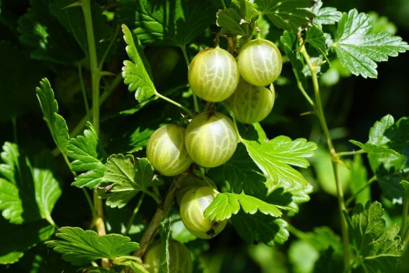 Amla (Indian Gooseberry)