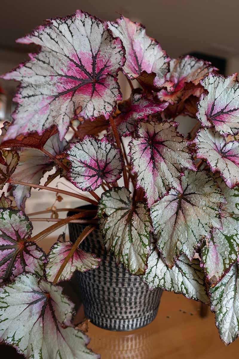 Rex Begonia