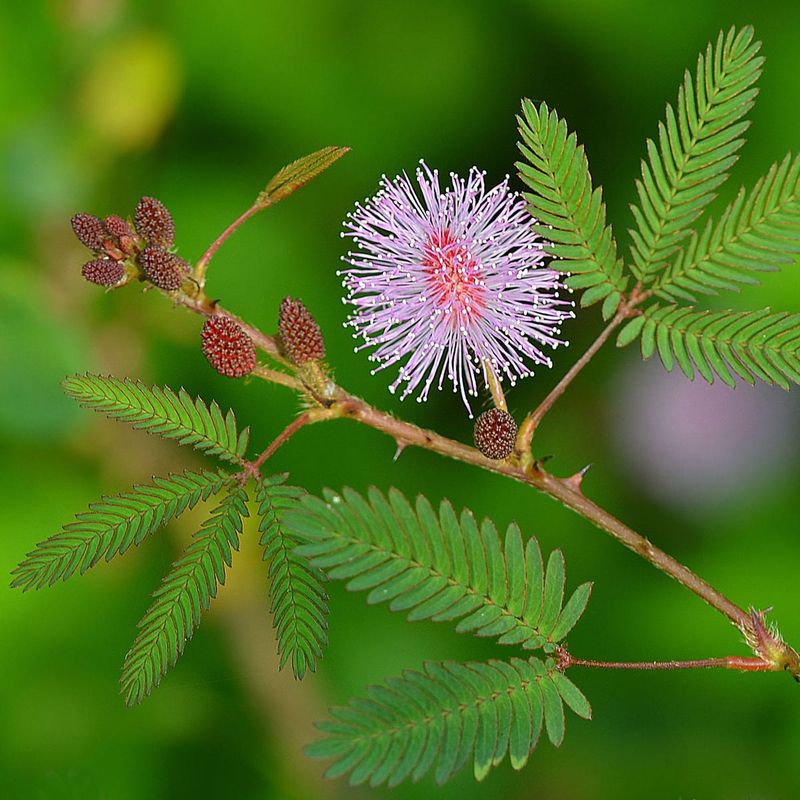 Sensitive Plant
