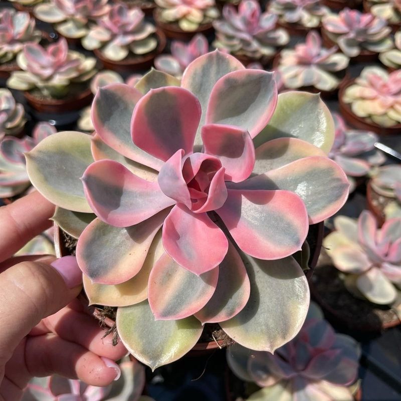 Echeveria ‘Rainbow’