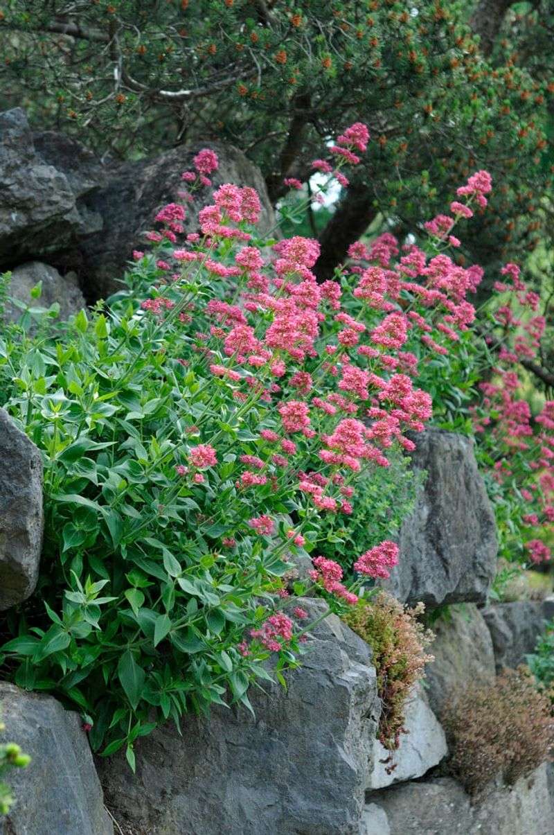 Red Valerian