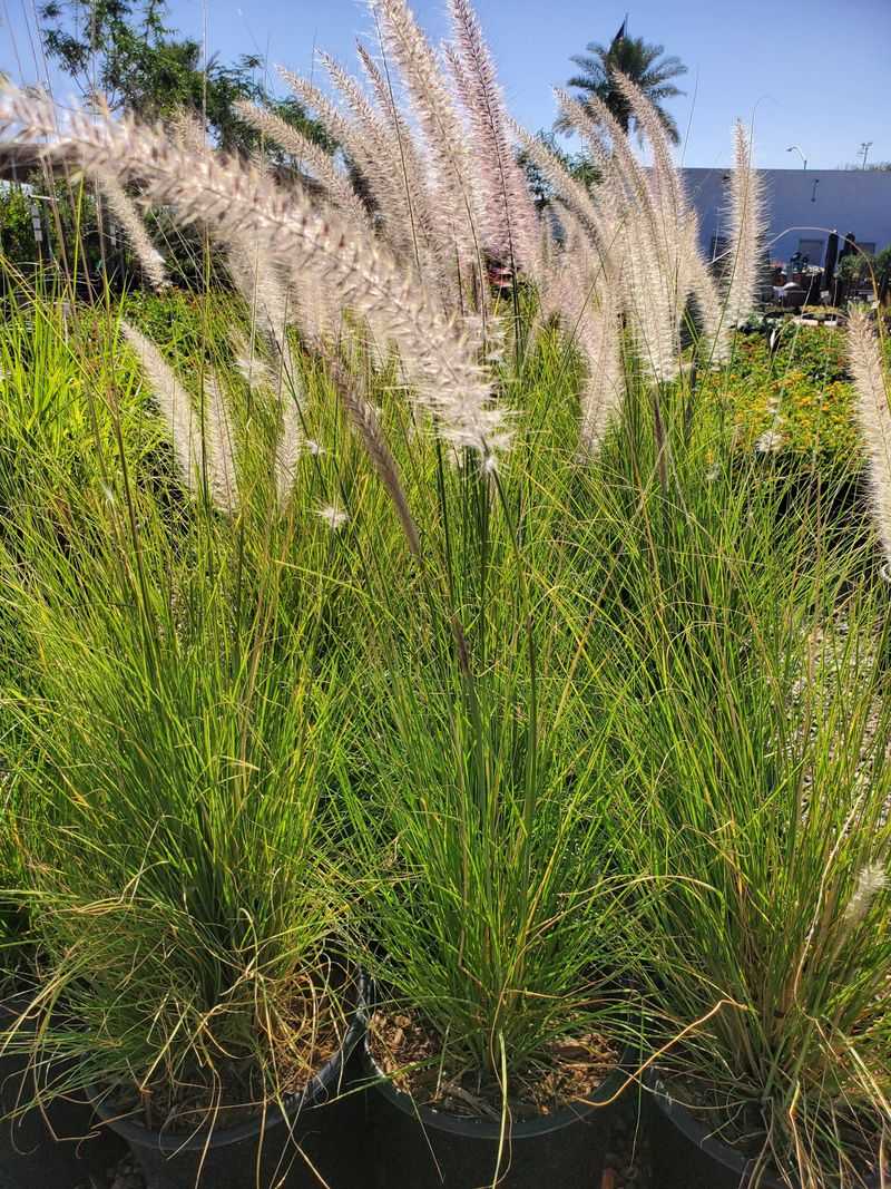 Green Fountain Grass
