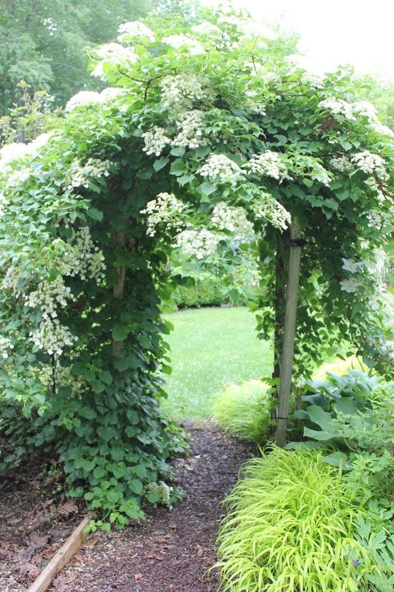 Climbing Hydrangea (Hydrangea petiolaris)