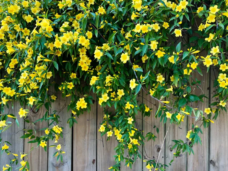 Yellow Jessamine (Gelsemium sempervirens)