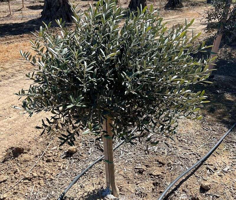 Olive Tree (Olea europaea, dwarf varieties)
