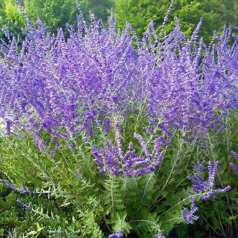Russian Sage (Perovskia atriplicifolia)