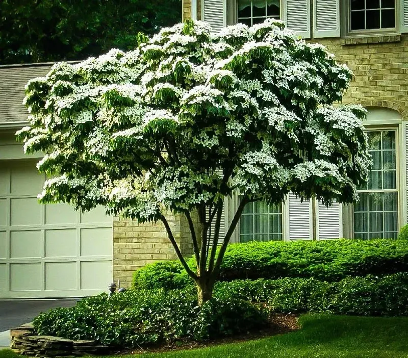 Kousa Dogwood