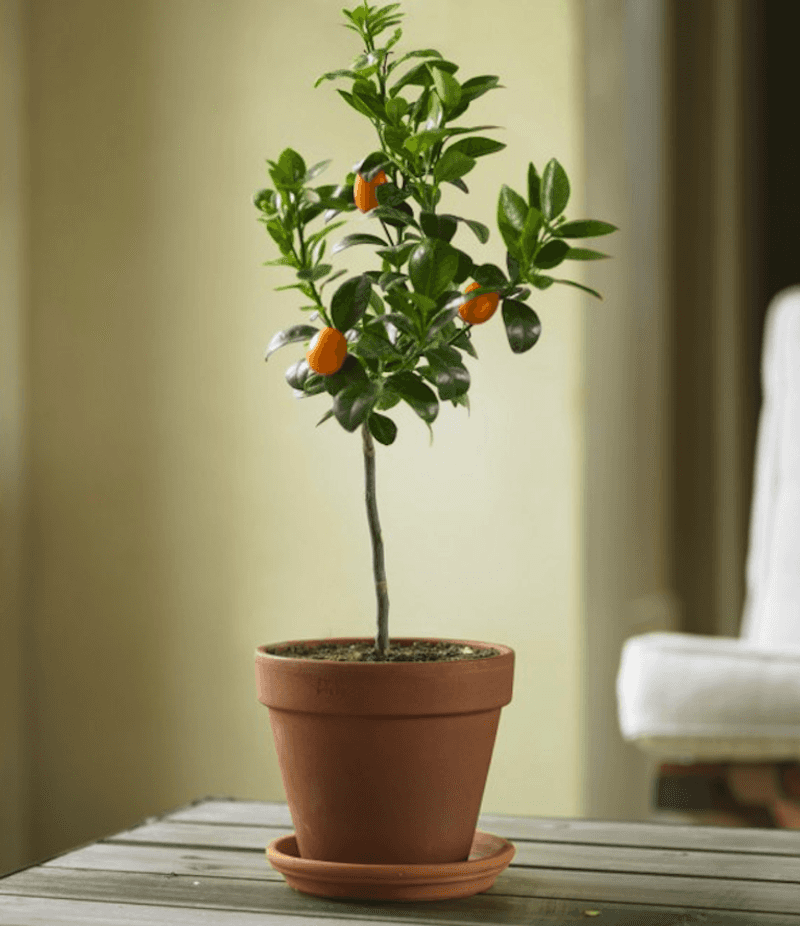Kumquat Tree