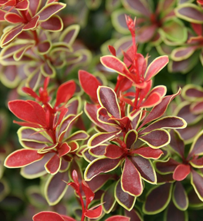 Japanese Barberry
