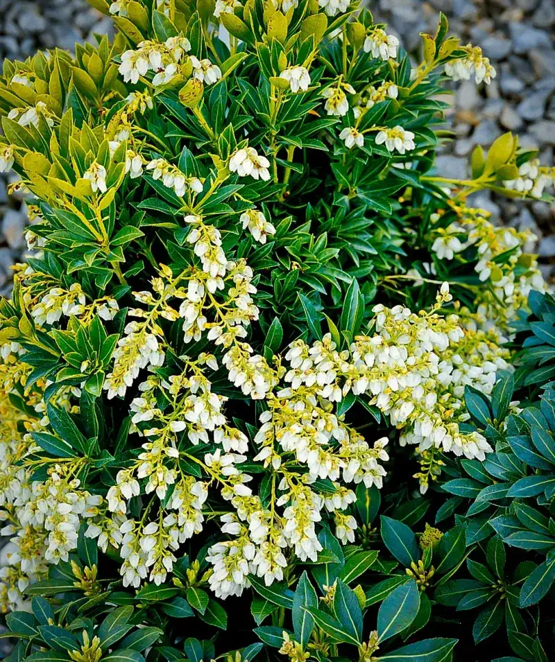 Pieris 'Cavatine'
