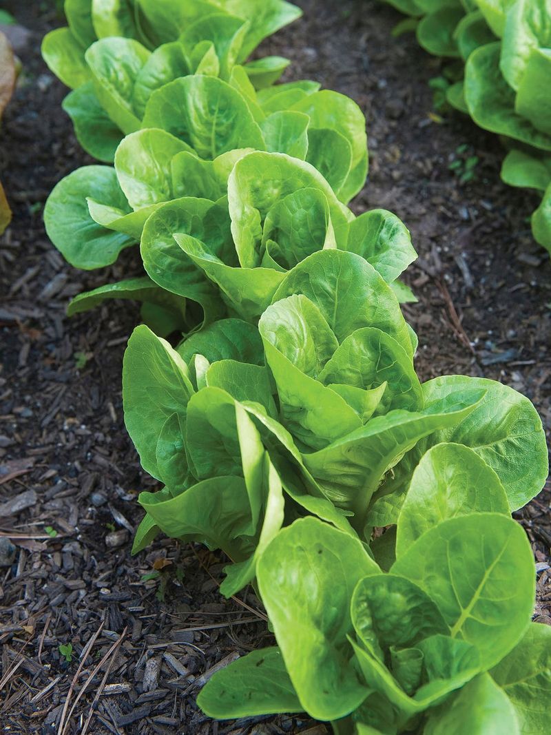 Lettuce 'Little Gem'