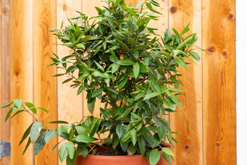 Bay Laurel (Laurus nobilis)