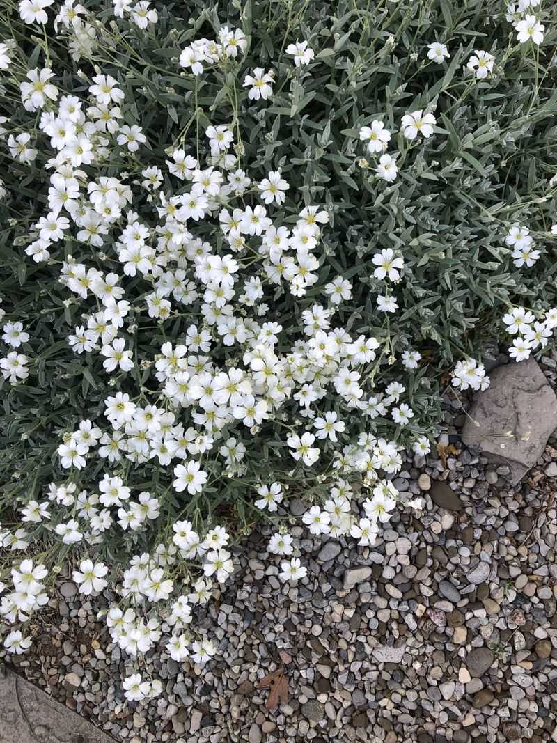 Snow-in-Summer (Cerastium tomentosum)