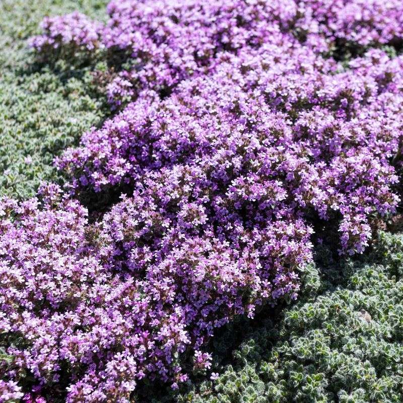 Creeping Thyme