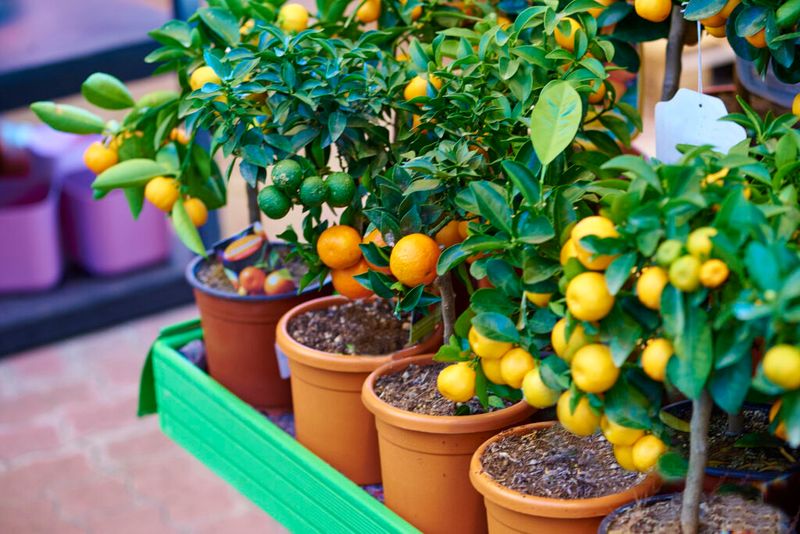 Citrus Trees (Kaffir Lime, Calamondin, Kumquat)