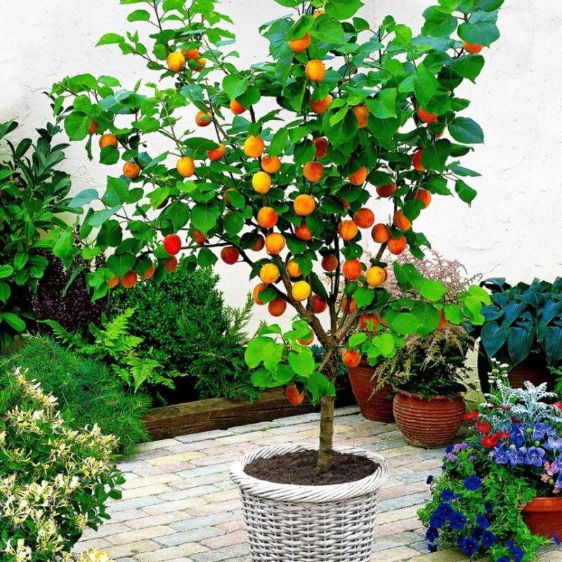Dwarf Apricot Tree