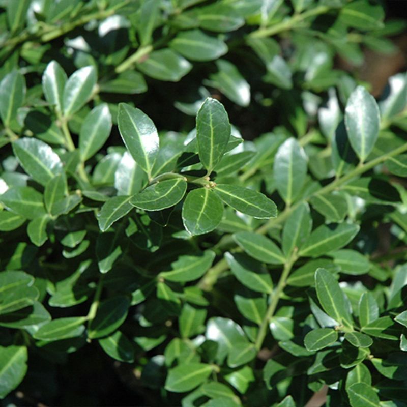 Japanese Holly (Ilex crenata)