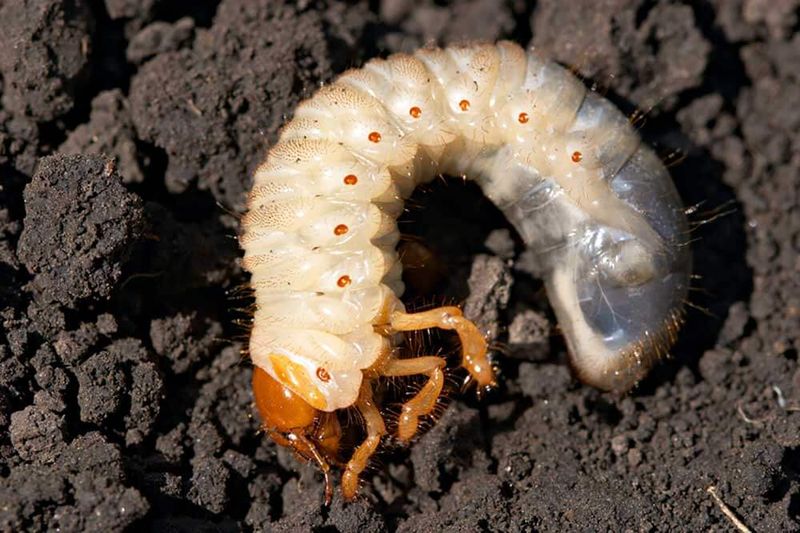 Grubs (Beetle Larvae)
