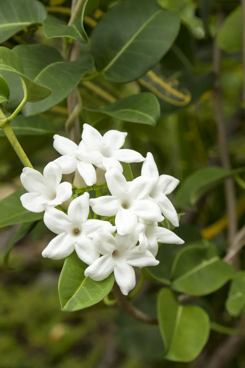 Stephanotis (Madagascar Jasmine)