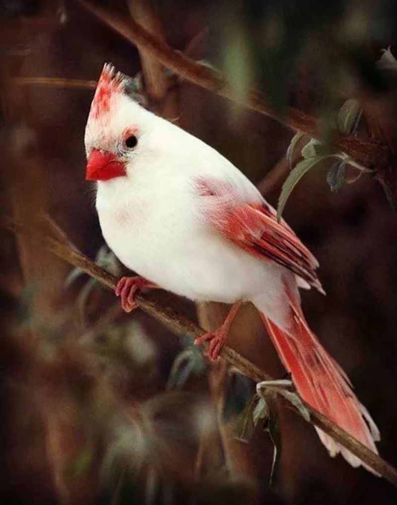 Northern Cardinal (Albino or Leucistic)