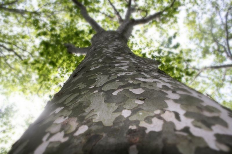 American Sycamore