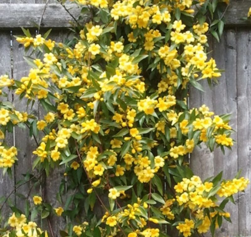Carolina Jessamine (Gelsemium rankinii)