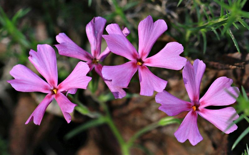 Texas Trailing Phlox (Phlox nivalis ssp. texensis)