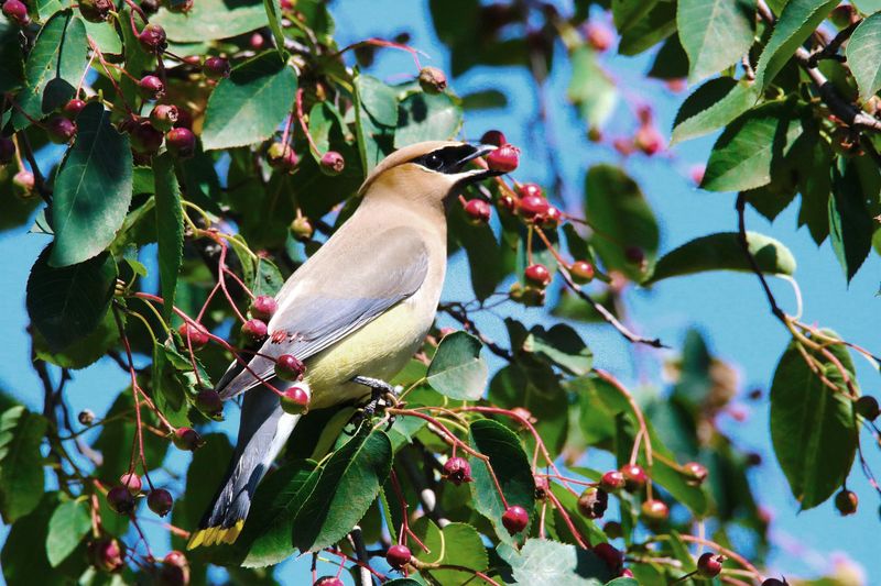 Serviceberry (Amelanchier canadensis)