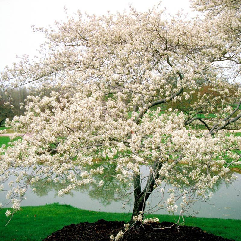 Serviceberry (Amelanchier spp.)